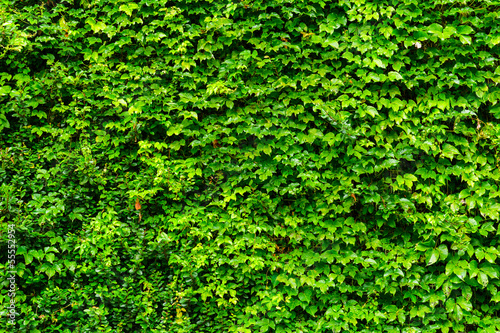 Green leaves wall © leungchopan