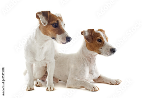 Fototapeta Naklejka Na Ścianę i Meble -  jack russel terriers