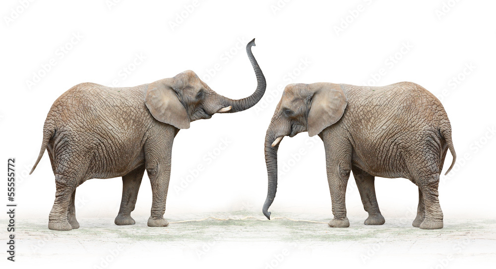 Fototapeta premium The African Elephant (Loxodonta Africana).