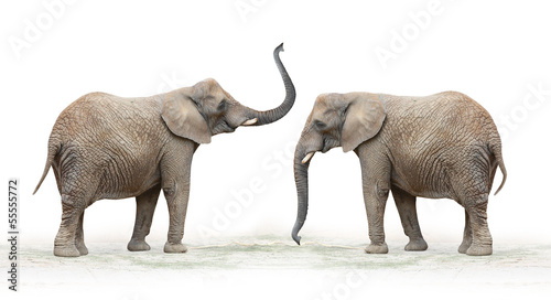 The African Elephant (Loxodonta Africana).