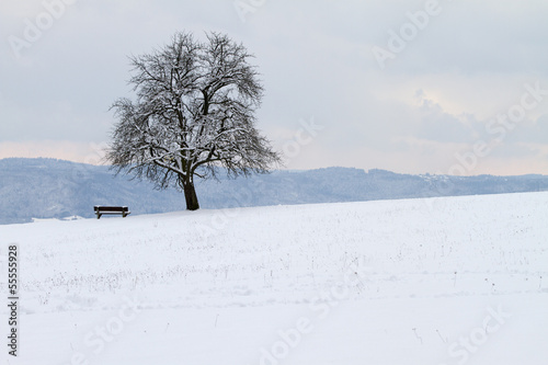 lonely tree in winter