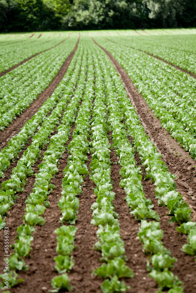 frischer grüner neuer salat auf dem feld landwirtschaft