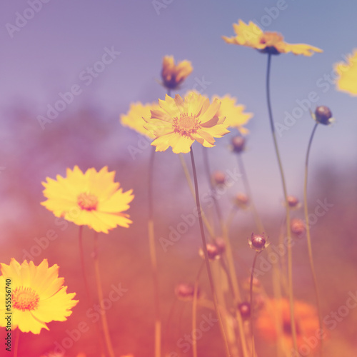 yellow flowers © Andrii Muzyka