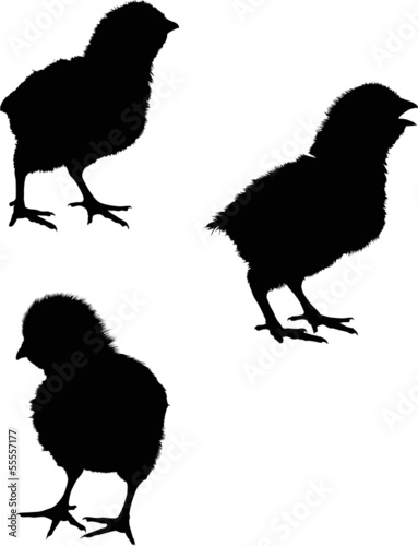 three newborn chicken silhouettes isolated on white