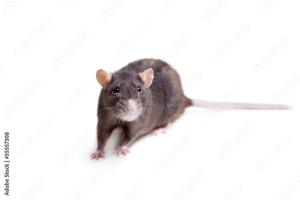 Rat, 3 year old, isolated on the white background Rat, 3 year old, isolated on the white background