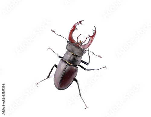 Stag beetle top view