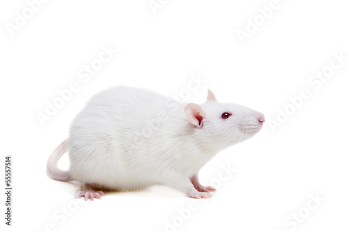 white laboratory rat isolated on white background photo