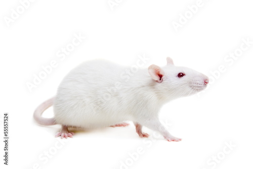 white laboratory rat isolated on white background © Farinoza