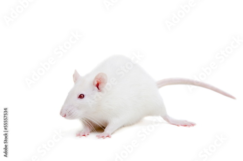 white laboratory rat isolated on white background