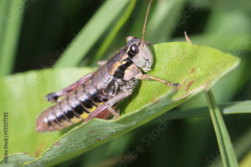 Grasshopper on a Leaf © randimal