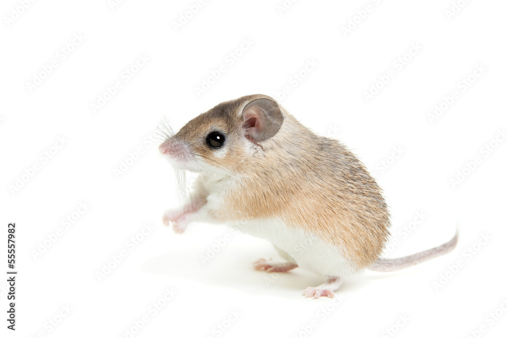 Eastern or arabian spiny mouse (Acomys dimidiatus) Eastern or arabian spiny mouse (Acomys dimidiatus)