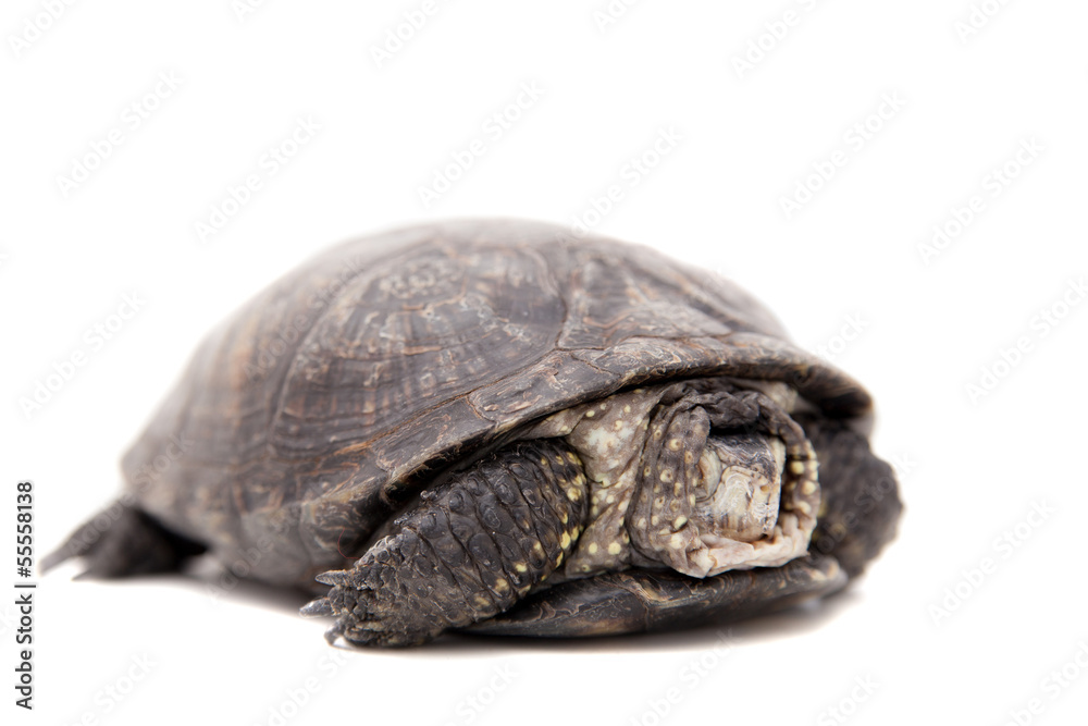 Obraz premium The European pond terrapin isolated on white (Emys orbicularis)