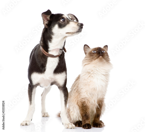 Dog and cat looking up. focused on the cat. isolated on white ba © Ermolaev Alexandr