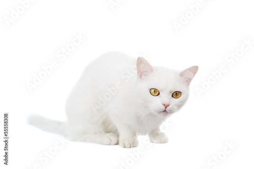 Mixed-breed cat, 4 year old, on the white background