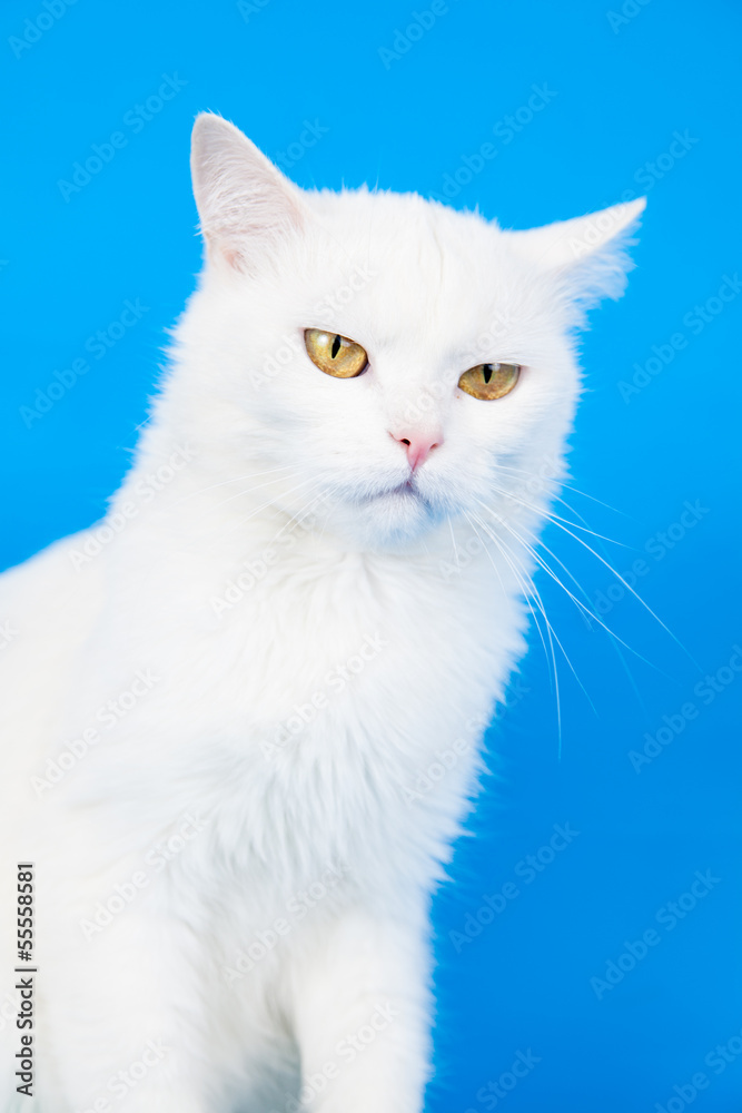 White mixed breed cat on the blue background