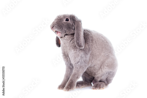Fototapeta Naklejka Na Ścianę i Meble -  Grey lop-eared rabbit rex breed isolated on white
