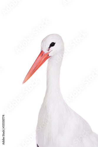 White Stork - Ciconia ciconia. Isolated on white.