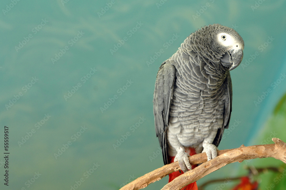 Obraz premium Kongo Graupapagei (Psittacus erithacus)