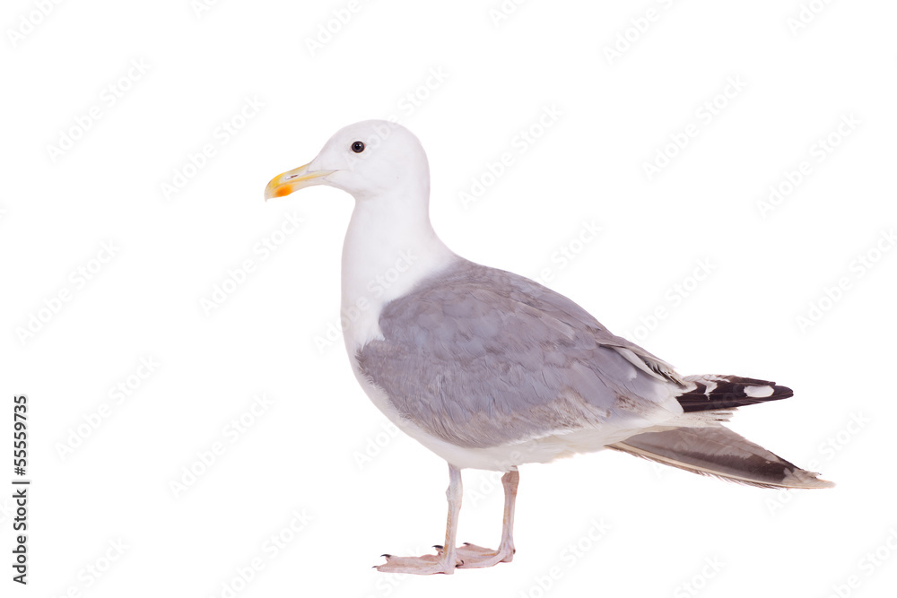Obraz premium European Herring Gull, (Larus argentatus), 2 years old