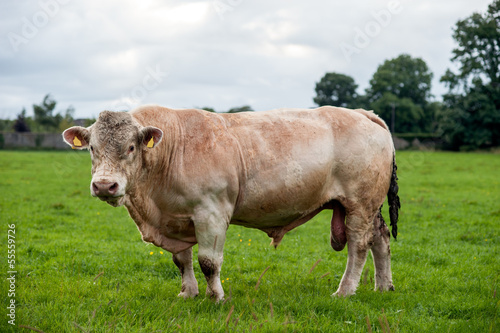 large bull in a field
