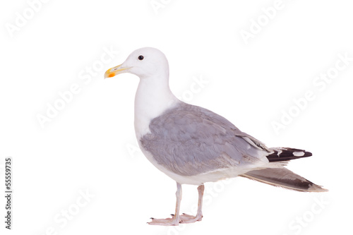 European Herring Gull, (Larus argentatus), 2 years old
