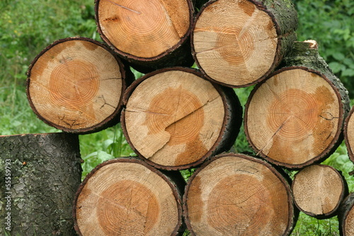 Brennholz Holz Baumstamm