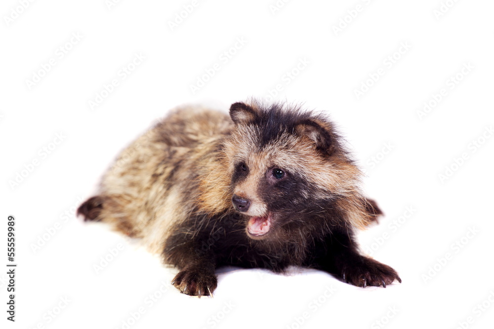 Fototapeta premium Raccoon Dog (Nyctereutes procyonoides) isolated on the white