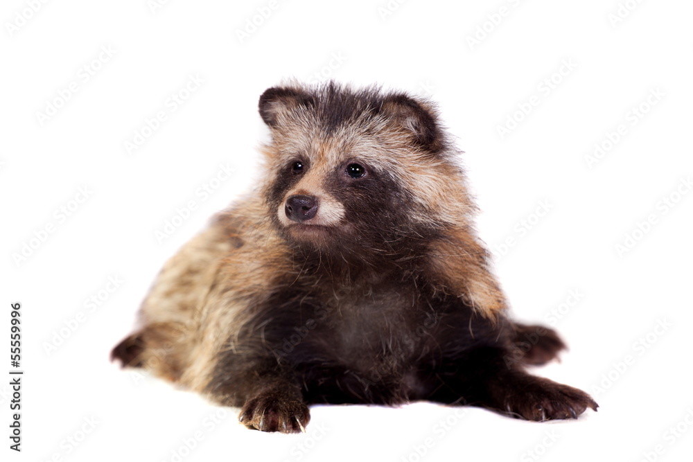 Obraz premium Raccoon Dog (Nyctereutes procyonoides) na białym tle