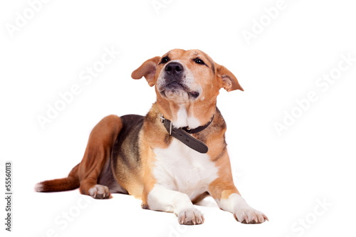 Mixed breed dog  half russian hound  half Pit bull