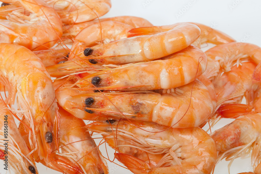 fresh shrimp isolated on a white background fresh shrimp isolated on a white background
