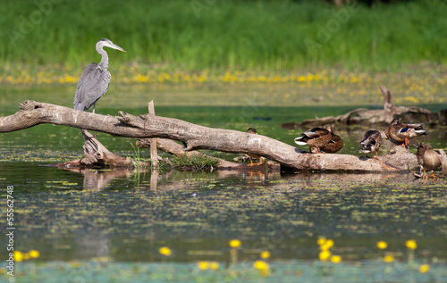 Gray heron and wild duck standing on a tree in water
