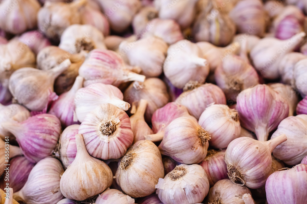 White garlic crop. Background White garlic crop. Background