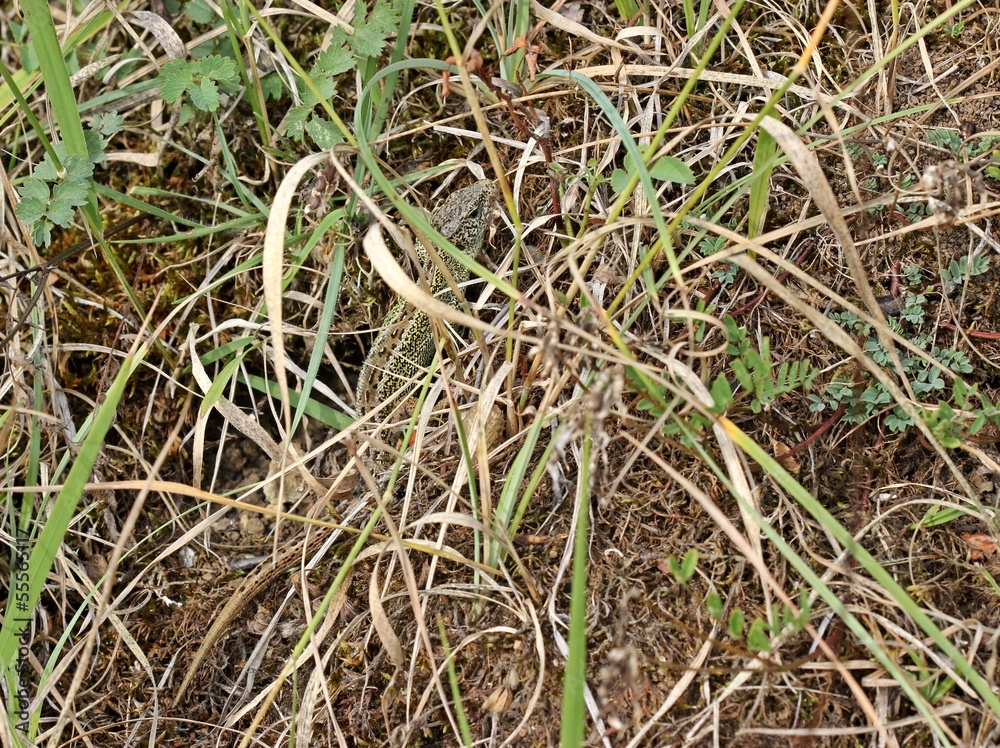Männliche Zauneidechse (Lacerta agilis) Männliche Zauneidechse (Lacerta agilis)