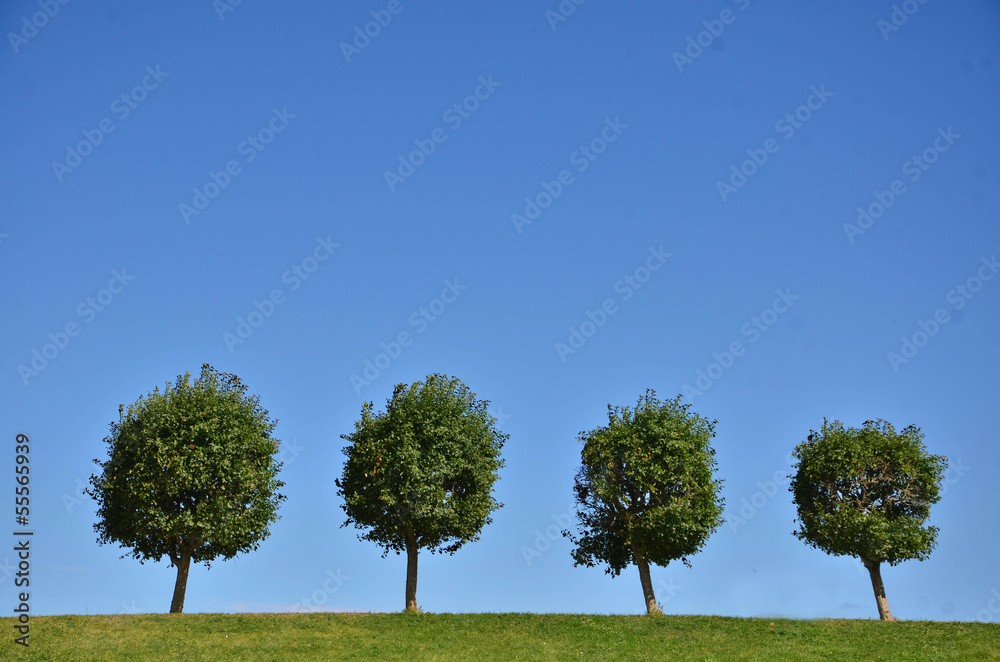 Obraz premium Four trees on the top of the hill