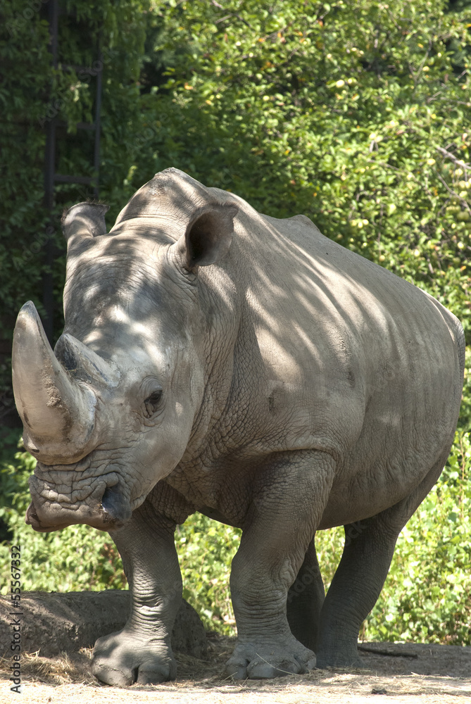 Naklejka premium Rhinoceros front view full size in zoo