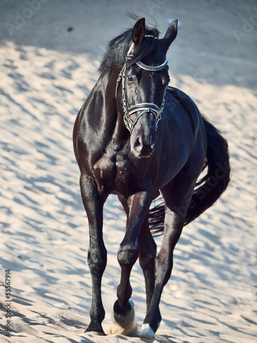 Walking beautiful black stallion in the desert