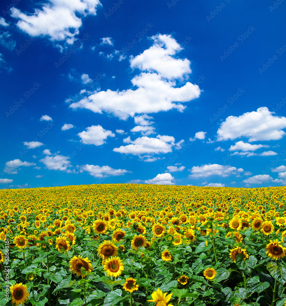 Fototapeta premium sunflower field
