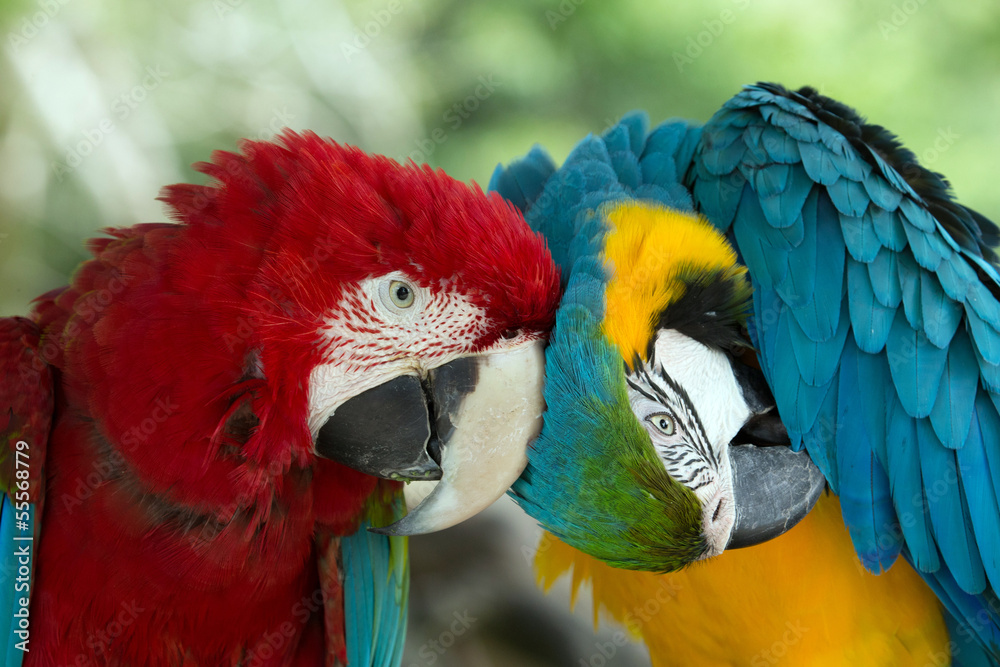 Obraz premium parrots