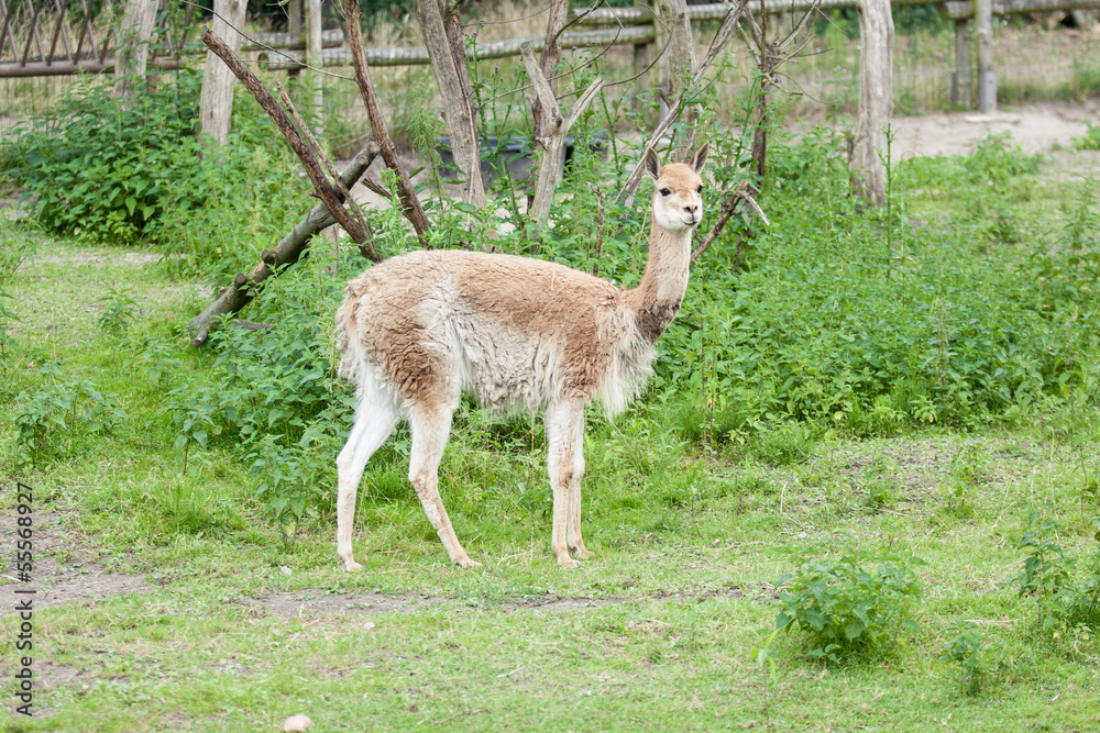 Lama Lama
