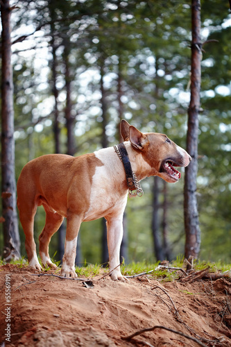 Bull terrier on walk in the wood. © Azaliya (Elya Vatel)