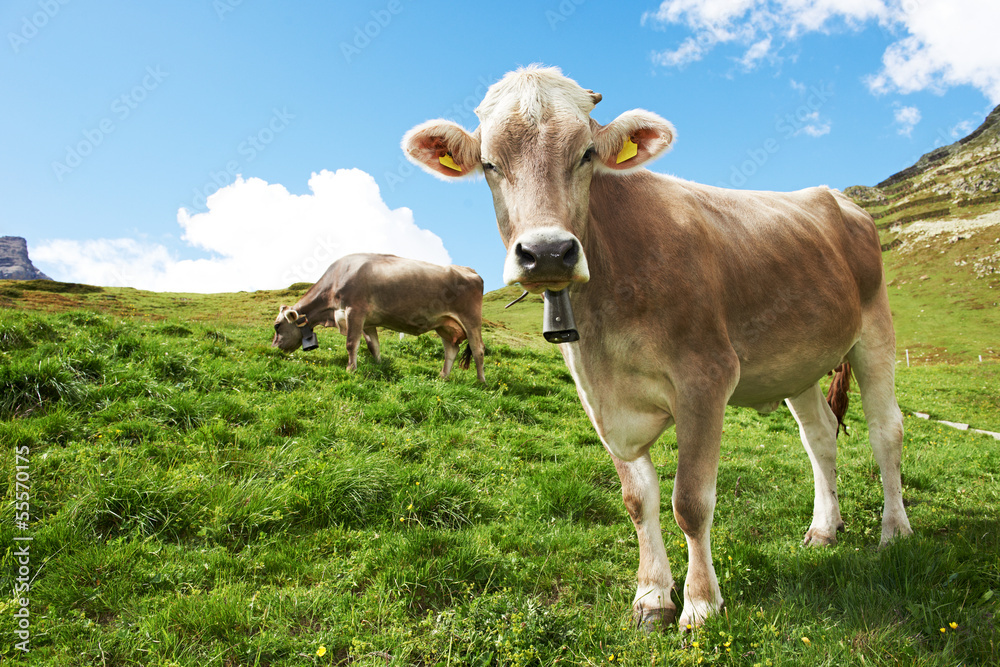 Brown cow on green grass pasture