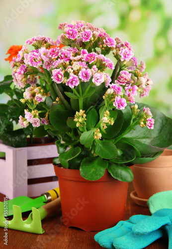 Beautiful flowers in pots on wooden table on natural background