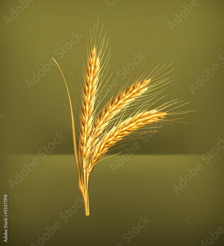 Ears of wheat, vector