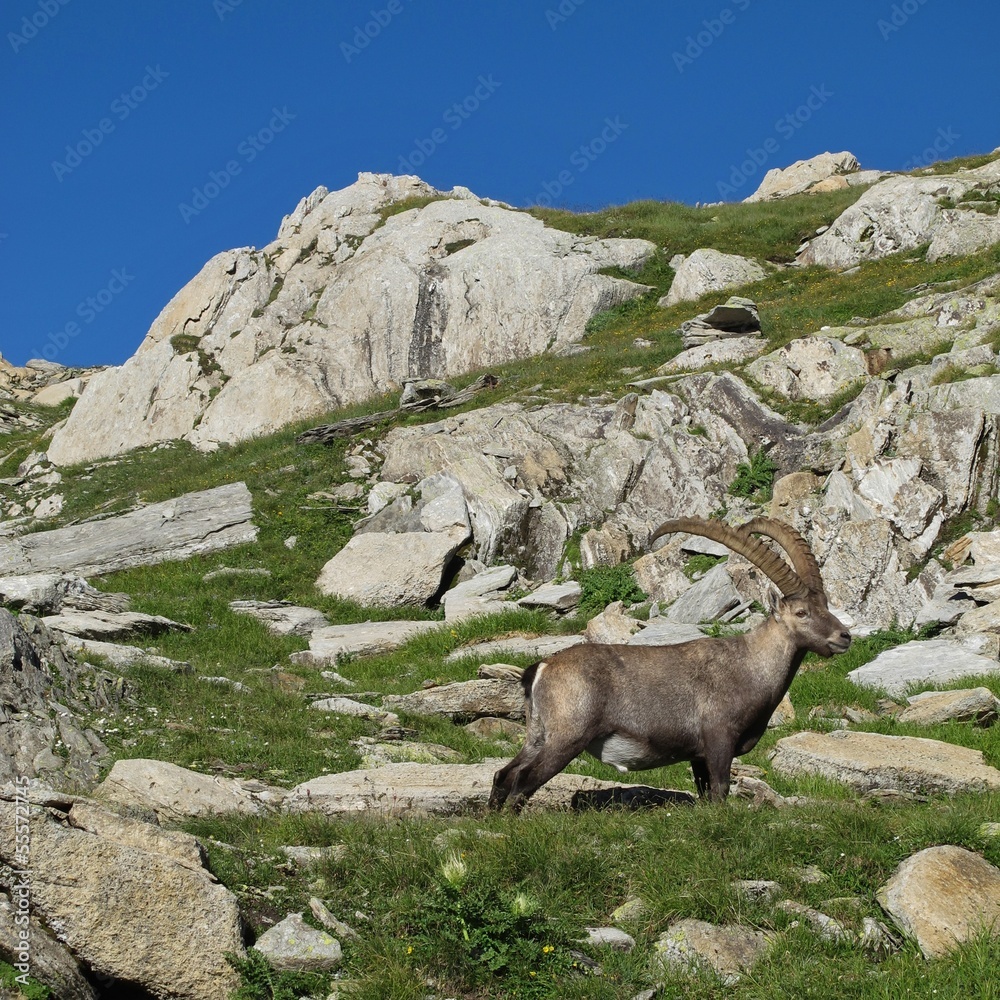 Beautiful alpine ibex, wild animal living in the Alps Beautiful alpine ibex, wild animal living in the Alps
