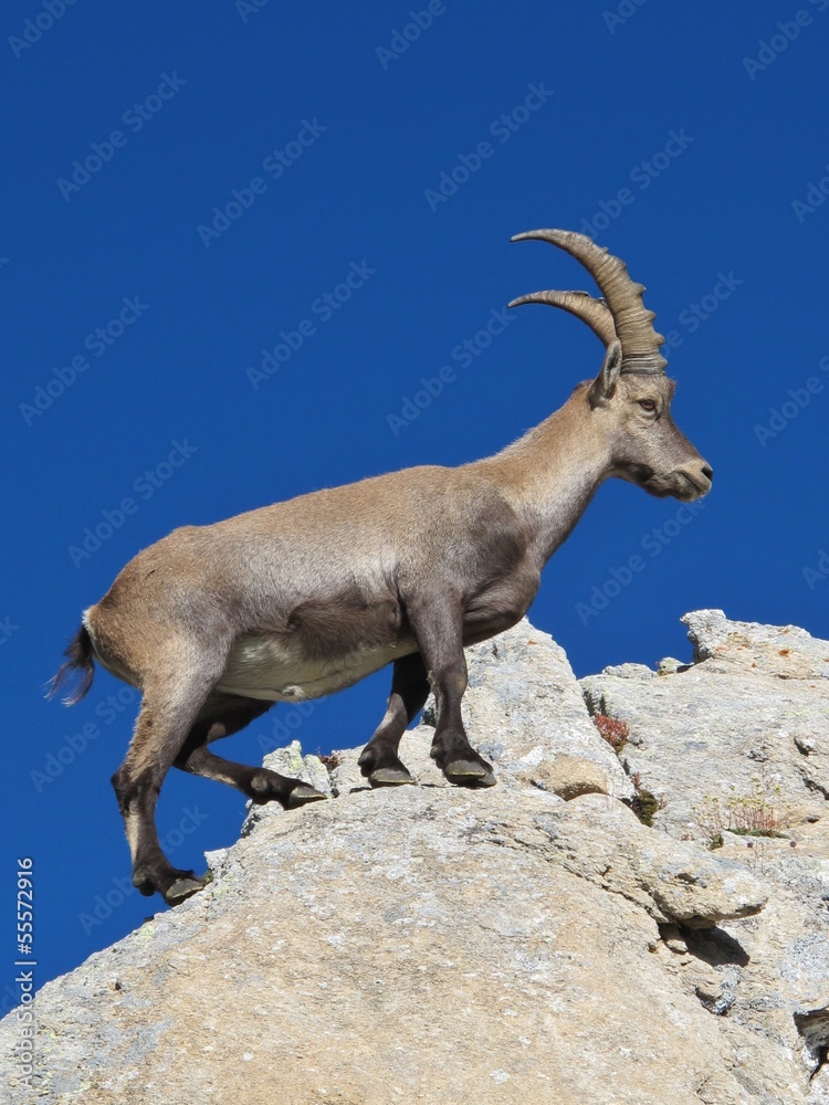 Master climber alpine ibex, rare wild animal