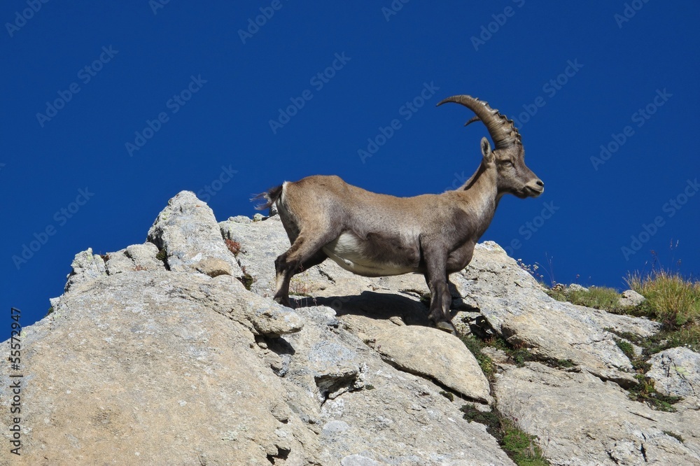 Young alpine ibex on a rock