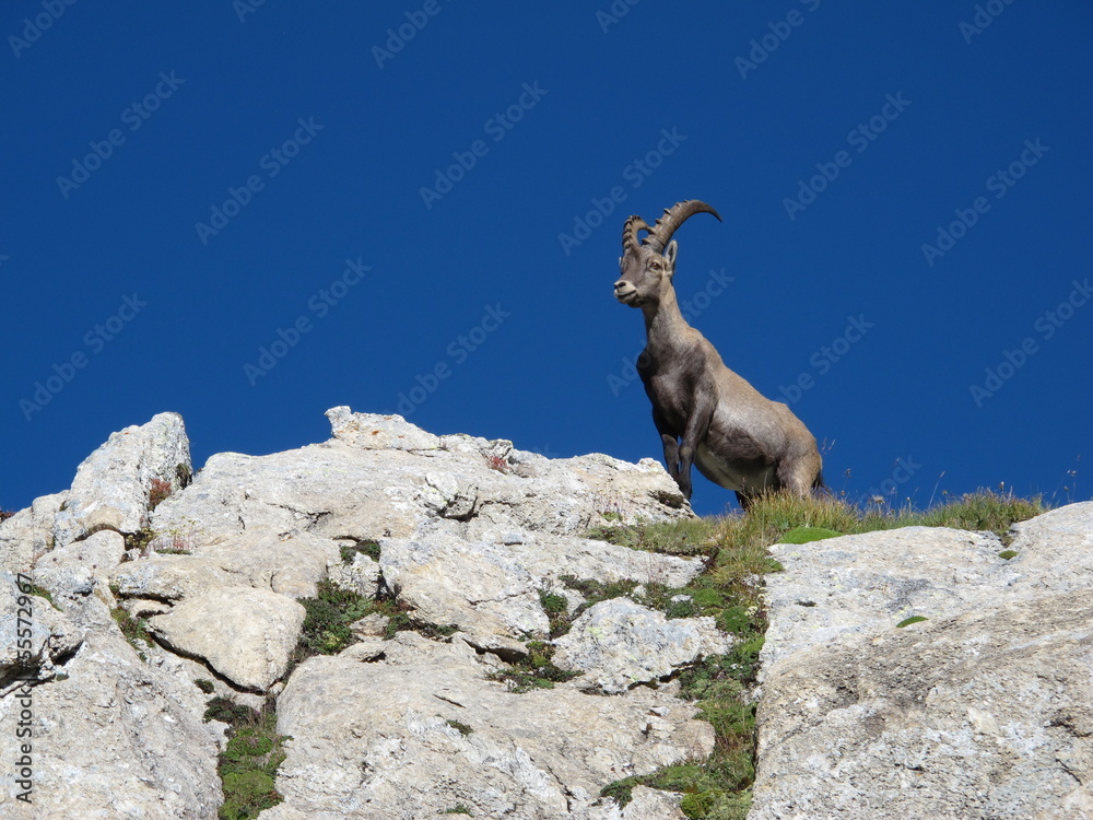 Cute young alpine ibex standing on a rock