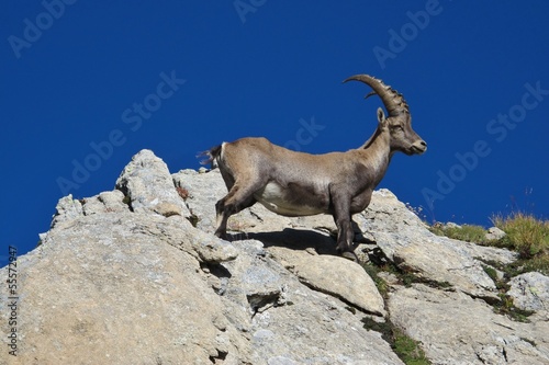 Young alpine ibex on a rock © u.perreten