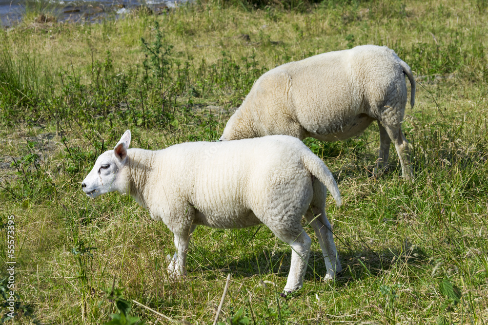 Sheeps at a dike, the Netherlands Sheeps at a dike, the Netherlands