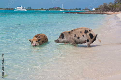 Swimming Island Pigs photo